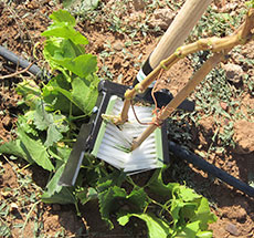 Eliminación de brotes de la base del tronco