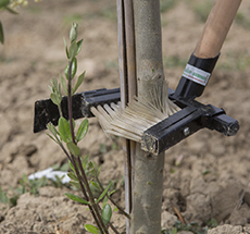 Eliminación de brotes del tronco