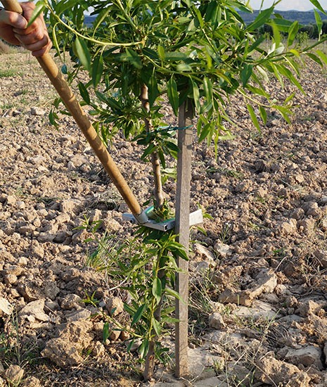 Desbrotador manual Dabayma