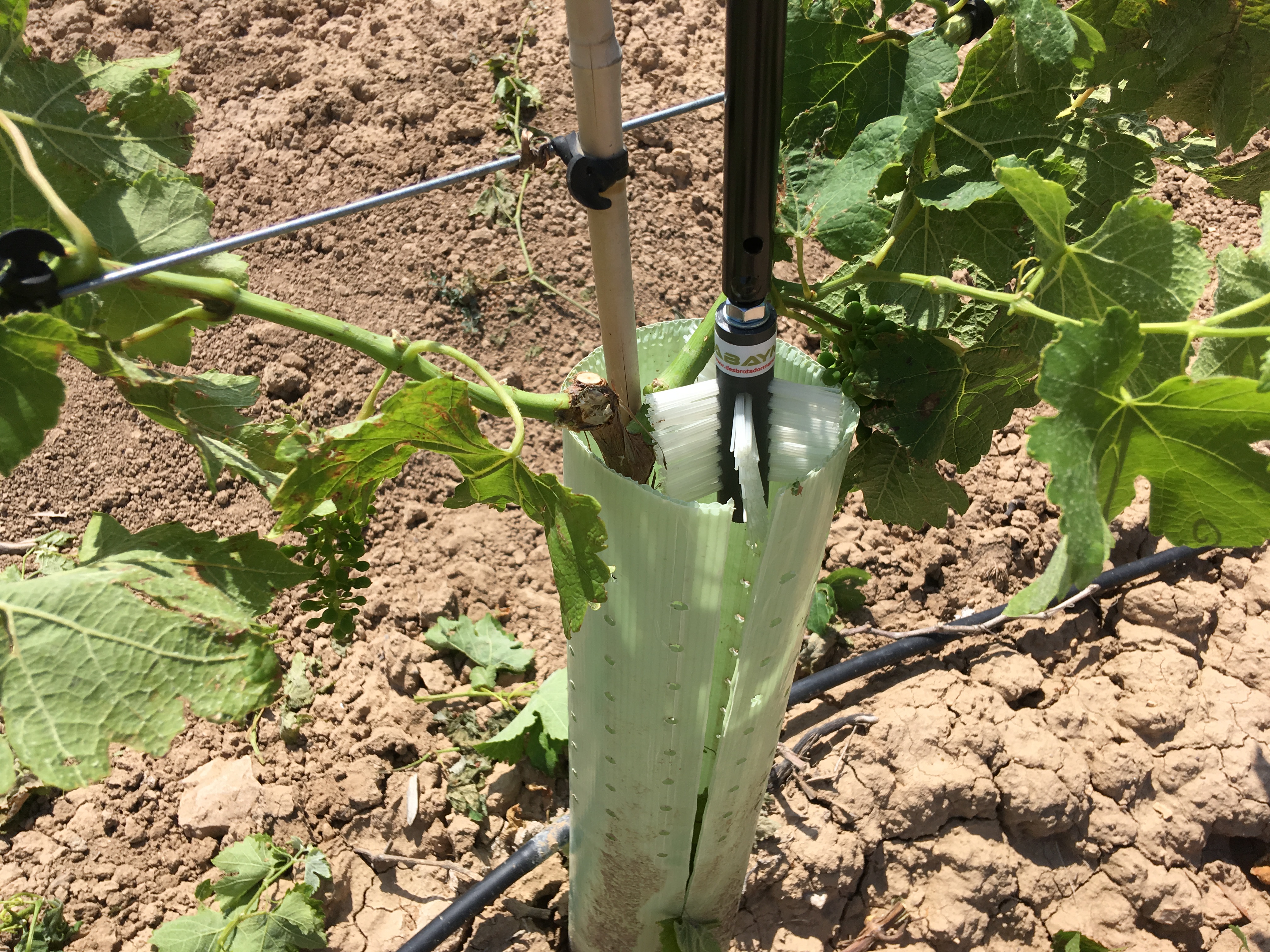 Eliminación de brotes del tronco